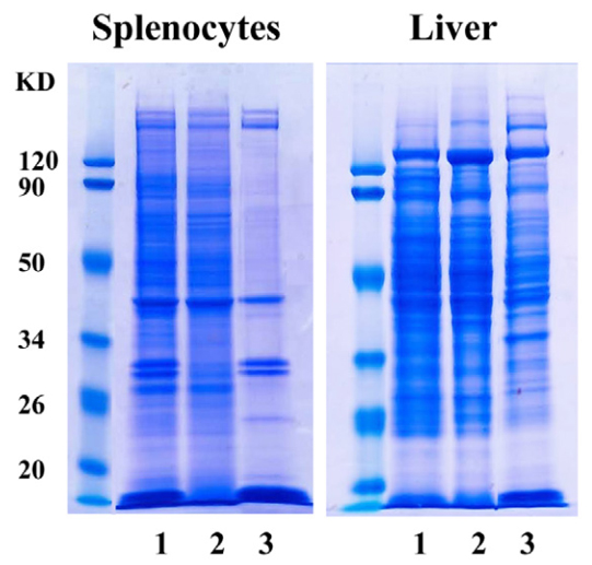 Sds Cell Lysis Buffer Recipe | Bryont Blog